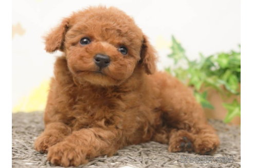 成約済の千葉県のタイニープードル-219704の3枚目